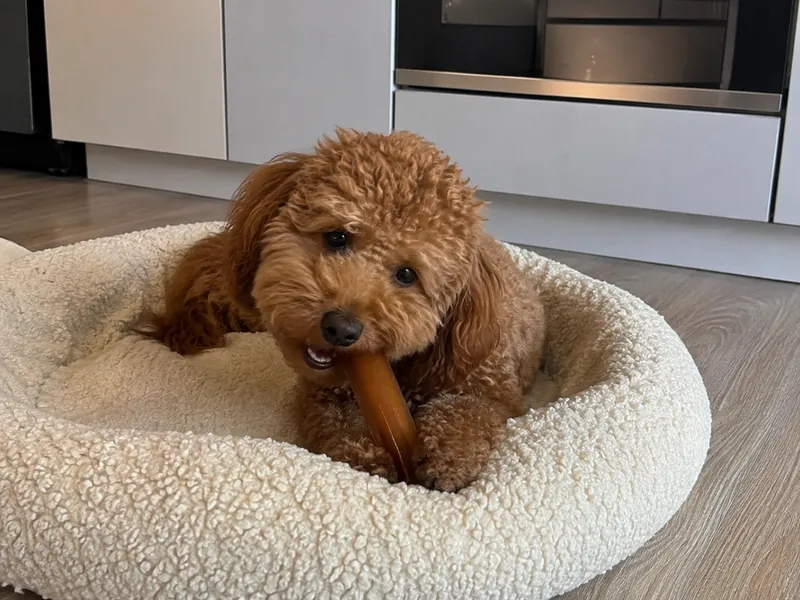Собака зі стіком Bonstix