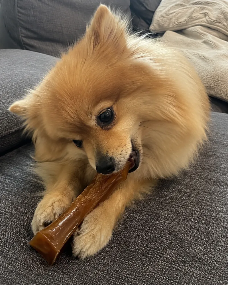 Собака зі стіком Bonstix